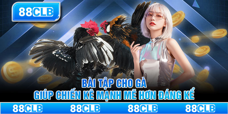 Bài tập cho gà giúp chiến kê mạnh mẽ hơn đáng kể