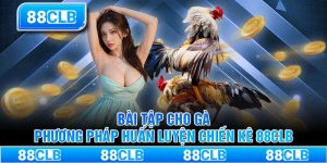 Bài tập cho gà - Phương pháp huấn luyện chiến kê 88CLB