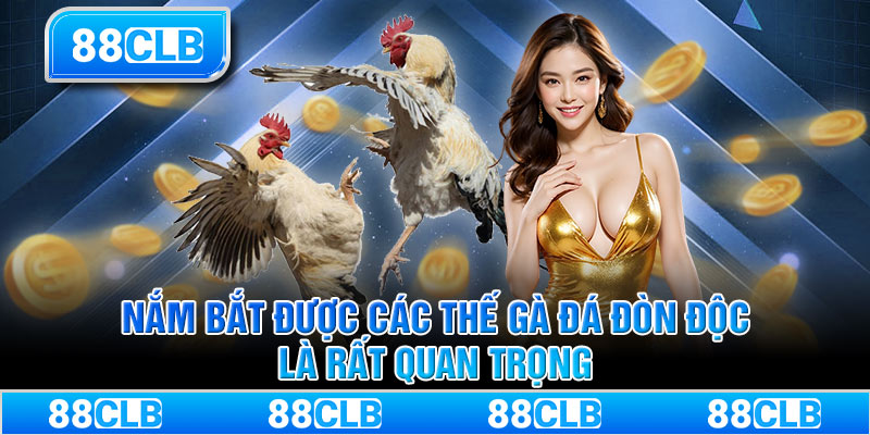 Nắm bắt được các thế gà đá đòn độc là rất quan trọng